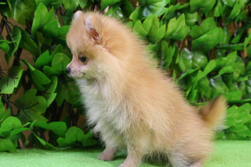 成約済の京都府のポメラニアン-10207の2枚目