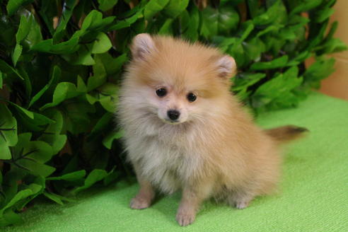 成約済の京都府のポメラニアン-10207の1枚目