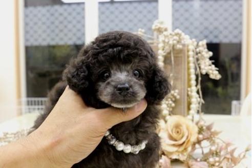 成約済の大阪府のトイプードル-10978の2枚目