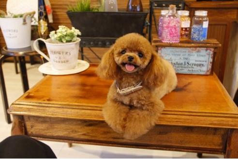 成約済の埼玉県のトイプードル-11003の1枚目