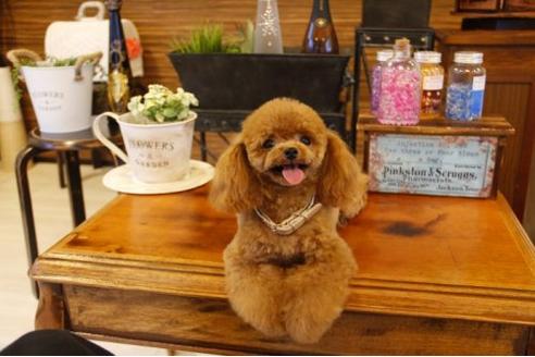 成約済の埼玉県のトイプードル-11003の2枚目