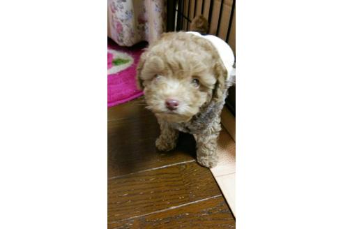 成約済の山口県のトイプードル-11037の1枚目