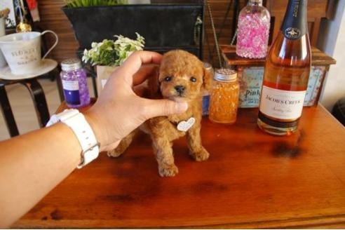 成約済の埼玉県のトイプードル-11067の1枚目