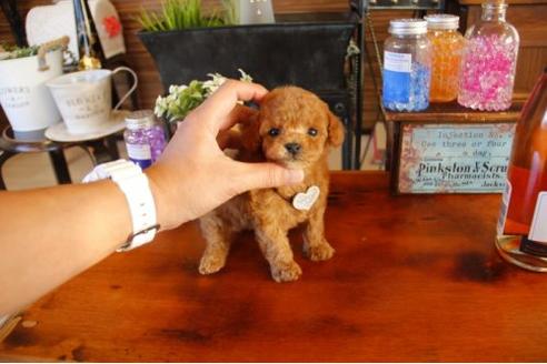 成約済の埼玉県のトイプードル-11067の2枚目