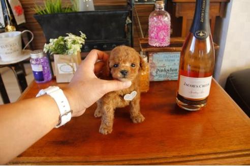 成約済の埼玉県のトイプードル-11067の3枚目