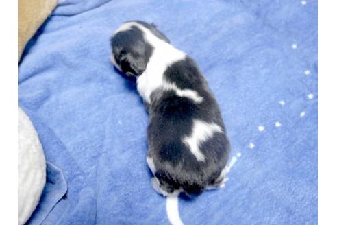 成約済の埼玉県のキャバリアキングチャールズスパニエル-10772の3枚目