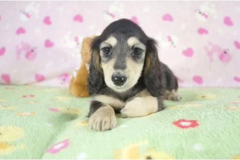 成約済の兵庫県のミニチュアダックスフンド-10115の3枚目