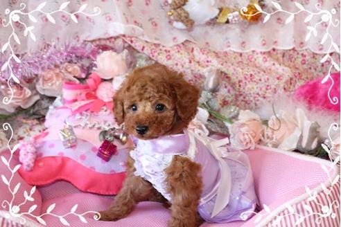 成約済の岡山県のタイニープードル-10997の5枚目