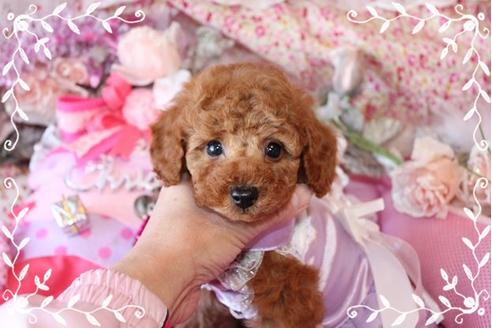 成約済の岡山県のタイニープードル-10997の4枚目