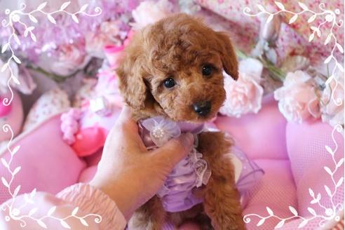 成約済の岡山県のタイニープードル-10997の3枚目