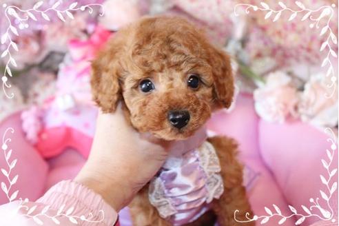 成約済の岡山県のタイニープードル-10997の2枚目