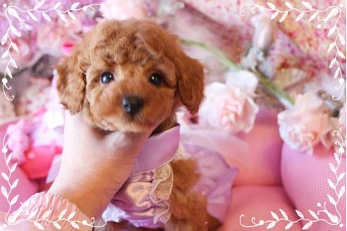 成約済の岡山県のタイニープードル-10997の1枚目