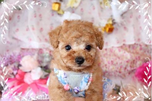 成約済の岡山県のティーカッププードル-10998の4枚目