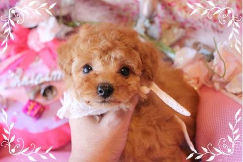 成約済の岡山県のティーカッププードル-10998の3枚目