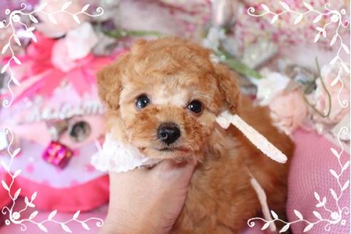 成約済の岡山県のティーカッププードル-10998の2枚目