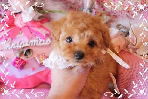 成約済の岡山県のティーカッププードル-10998の1枚目