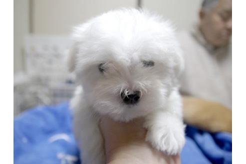 成約済の埼玉県のマルチーズ-10463の1枚目