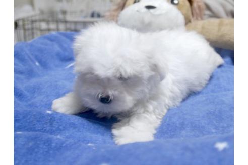 成約済の埼玉県のマルチーズ-10463の2枚目