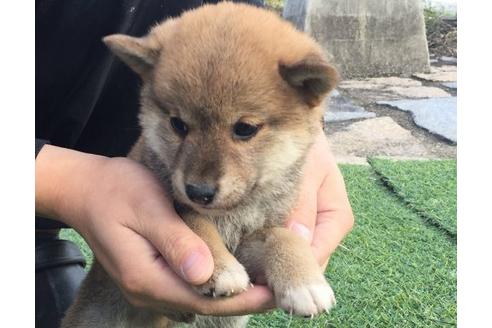成約済の長崎県の柴犬-10528の2枚目