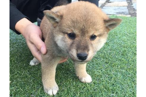 成約済の長崎県の柴犬-10528の3枚目