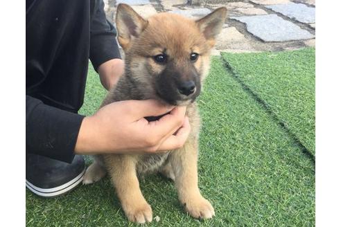 成約済の長崎県の柴犬-10342の3枚目