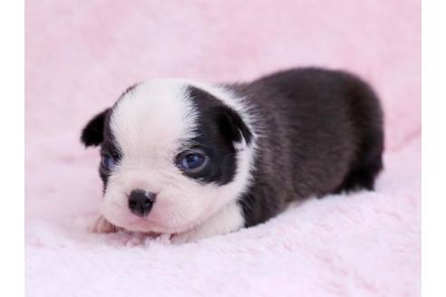 成約済の栃木県のボストンテリア-11155の2枚目