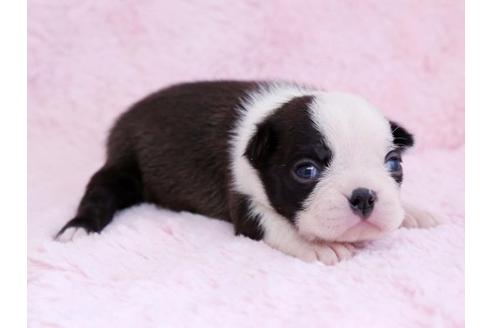 成約済の栃木県のボストンテリア-11155の3枚目
