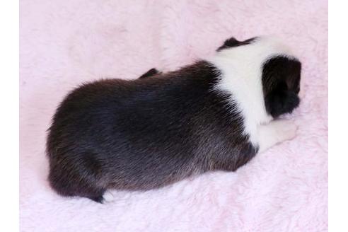 成約済の栃木県のボストンテリア-11155の1枚目