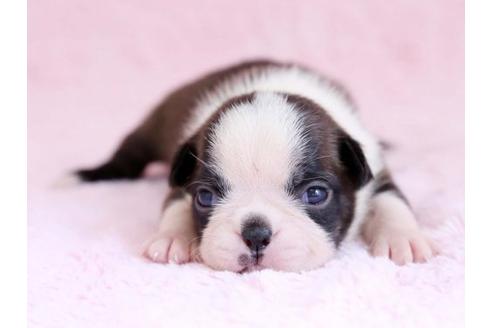 成約済の栃木県のボストンテリア-11156の1枚目