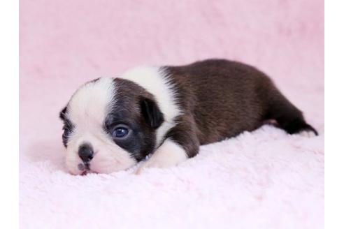 成約済の栃木県のボストンテリア-11156の2枚目