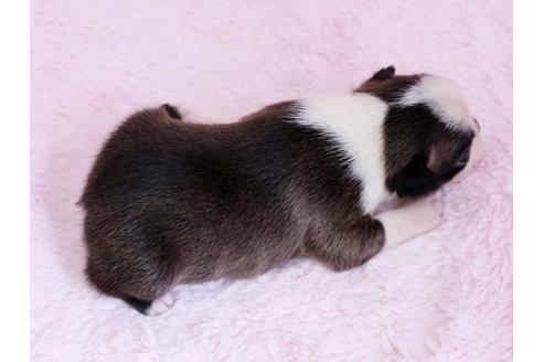 成約済の栃木県のボストンテリア-11156の3枚目