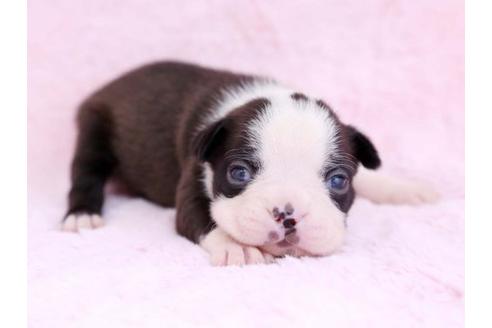 成約済の栃木県のボストンテリア-11157の2枚目