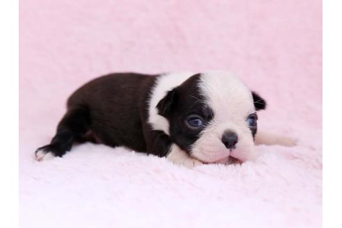 成約済の栃木県のボストンテリア-11158の1枚目