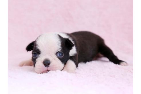 成約済の栃木県のボストンテリア-11158の2枚目