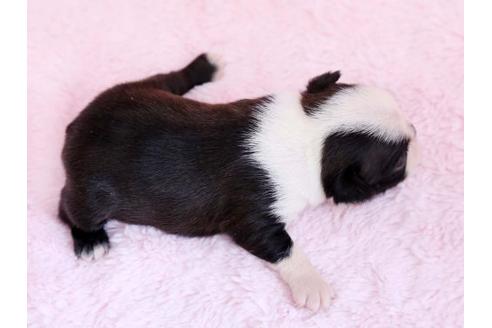 成約済の栃木県のボストンテリア-11158の3枚目