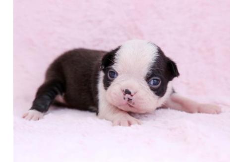 成約済の栃木県のボストンテリア-11159の1枚目