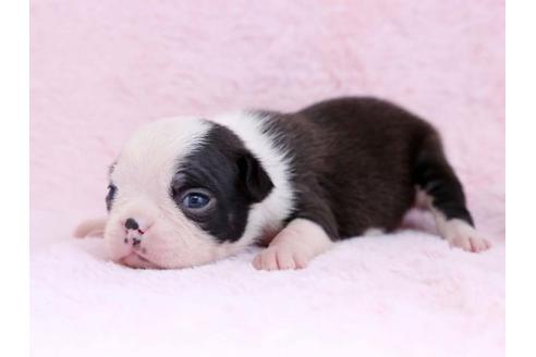 成約済の栃木県のボストンテリア-11159の2枚目