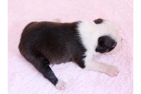 成約済の栃木県のボストンテリア-11159の3枚目