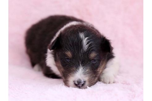 成約済の栃木県のシェットランドシープドッグ(シェルティ)-11160の1枚目