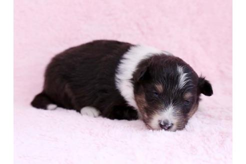 成約済の栃木県のシェットランドシープドッグ(シェルティ)-11160の2枚目