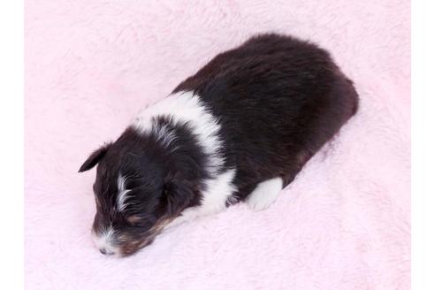 成約済の栃木県のシェットランドシープドッグ(シェルティ)-11160の3枚目