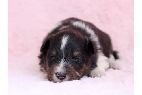 成約済の栃木県のシェットランドシープドッグ(シェルティ)-11161の1枚目