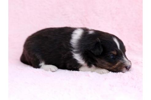 成約済の栃木県のシェットランドシープドッグ(シェルティ)-11161の2枚目