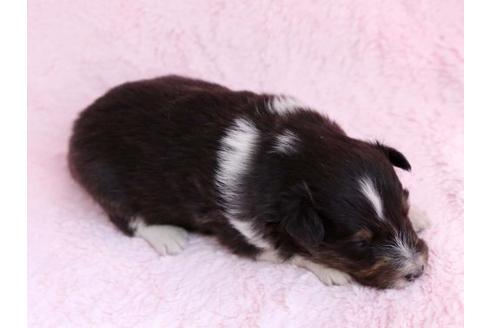 成約済の栃木県のシェットランドシープドッグ(シェルティ)-11161の3枚目