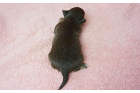 成約済の奈良県のチワワ-11166の2枚目
