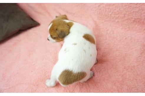 成約済の奈良県のジャックラッセルテリア-10723の2枚目