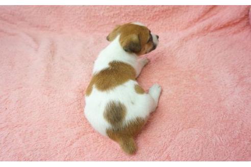 成約済の奈良県のジャックラッセルテリア-10724の2枚目