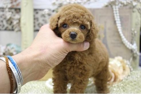 成約済の大阪府のトイプードル-11174の3枚目