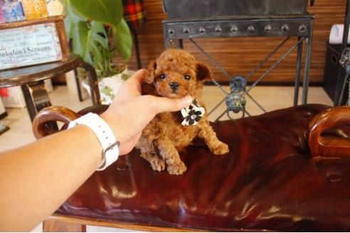 成約済の埼玉県のトイプードル-11190の1枚目