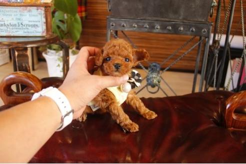 成約済の埼玉県のトイプードル-11190の2枚目